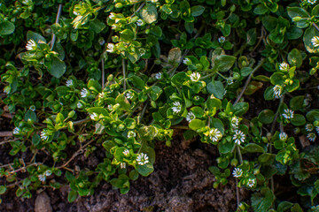 In the spring, Stellaria media grows in the wild