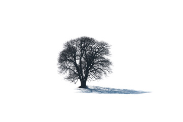 tree with shadow in winter isolated on white background