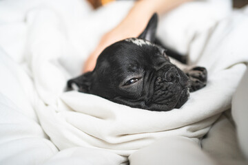 head of sleeping black and white french bulldog puppy on the white blanket