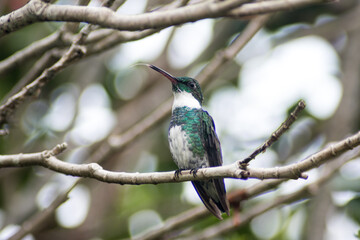 small hummingbird on a branch