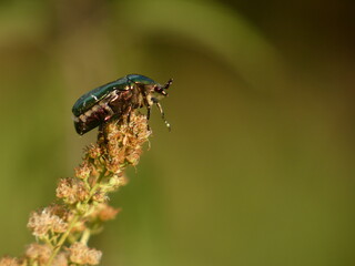 Green rose chafer (Cetonia aurata) - green beetle climbing a wilting flower, Poland