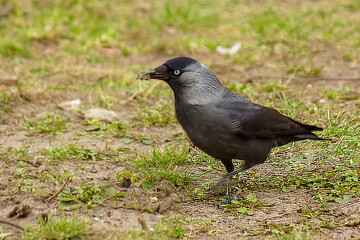 kawka
