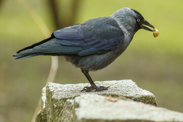 kawka  © Henryk Olszewski