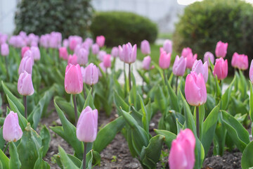 Obraz premium Closeup of pink tulips flowers with green leaves in the park outdoor