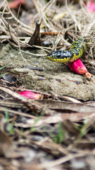 green and black snake slithering on the grass