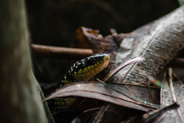 hidden green and black snake