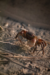 large claw crab on the river bank