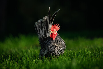 Japanese bantam chabo rooster in the yard in summer