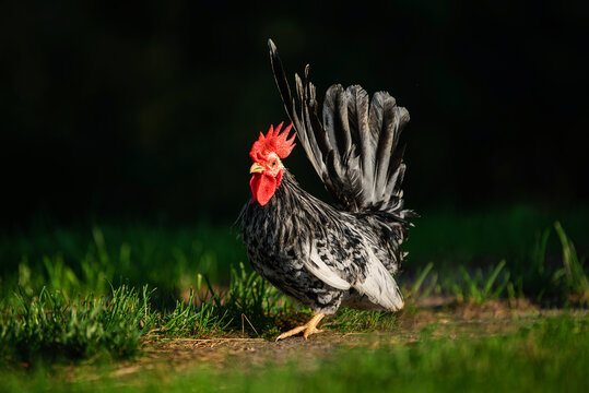 Japanese bantam chabo rooster in the yard in summer