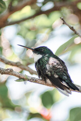 small hummingbird on a branch
