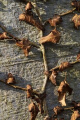 brown leaves on bark