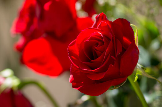 Rosa Roja IV
