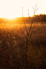 Backlit tips of dried winter wheat grass glow as a hazy winter sun sets over a prairie field in Calgary, Alberta, Canada.