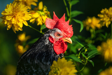 Japanese bantam chabo rooster with flowers in summer