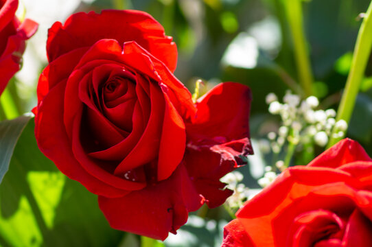 Rosa Roja II