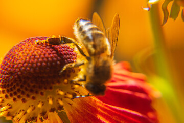 Honey bee covered with yellow pollen drink nectar, pollinating flower. Inspirational natural floral spring or summer blooming garden background. Life of insects. Extreme macro close up selective focus