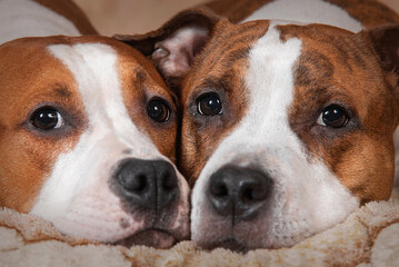 Two american staffordshire terrier dogs close together