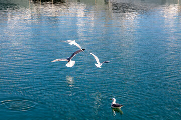 White gulls fly, search and hunt for fish in seawater