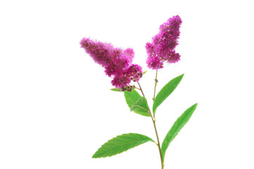 Bright beautiful spiraea flowers of pink color on a green stem close-up on a white isolated background
