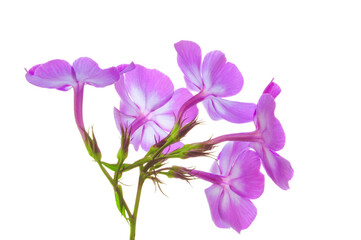 Bright beautiful phlox flowers with buds of pink color on a green stem close-up on a white isolated background