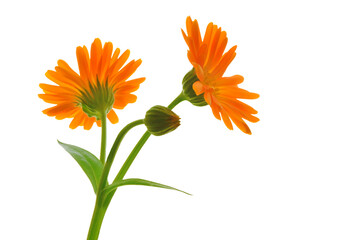 Bright beautiful marigold flowers of orange color with buds on a green stem close-up on a white isolated background