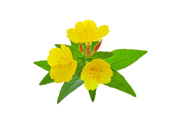 Bright beautiful flowers of Oenothera biennis in yellow color with green leaves close-up on a white isolated background