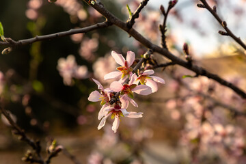 Pink almond flowers on a tree, Spain in winter