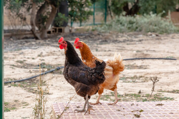 Black cock walks around the chicken coop surrounded by other chickens