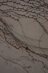wall texture with white plaster and plants