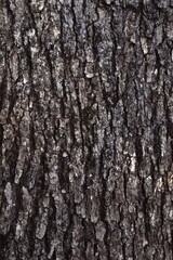 oak tree bark