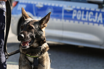Pies policyjny rasy wilk niemiecki podpalany podczas pracy.  - obrazy, fototapety, plakaty