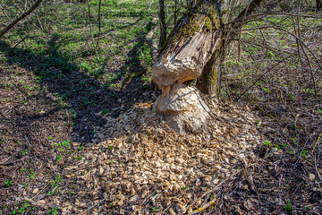 A large tree that was chewed and felled by a beaver