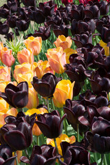 Bunch of tulips on sunny spring day. Bright colorful tulip photo background