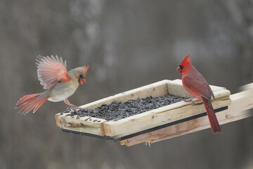 Female and Male Northern Cardinals getting a bite from the bird feeder and female Cardinal ejecting...