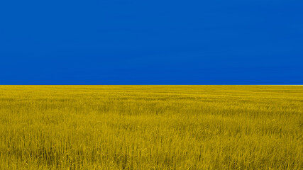 Colors of Ukrainian flag in yellow wheat field with blue sky, symbol of country.