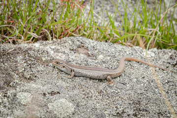 White’s Skink, Namadgi National Park, ACT, January 2022
