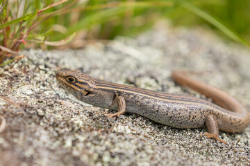 White’s Skink, Namadgi National Park, ACT, January 2022