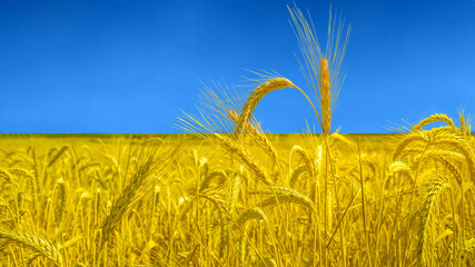 Yellow and blue wheat field spikelets with copy space. Ukrain in colors of flag