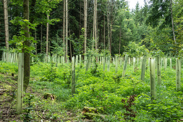 rows of tree saplings protected with plastic tubes