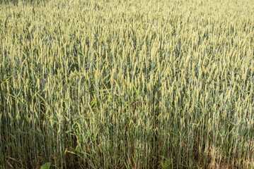 a green wheat field in morning sunlight