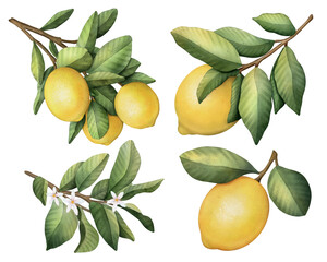 Lemon fruit set watercolor illustration isolated on white background