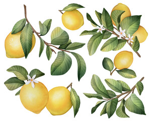 Lemon fruit set watercolor illustration isolated on white background