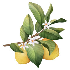 Hand drawn watercolor branch with lemons, flowers  and green leaves