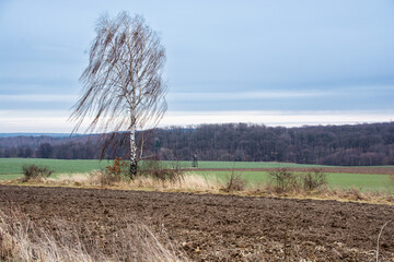 Obraz premium tree, birch growing among the fields