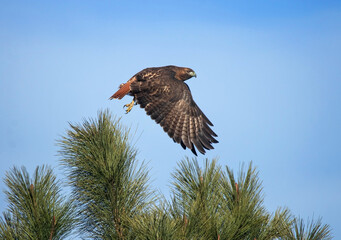 Beautiful red tailed hawk out in nature