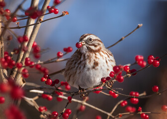 Song sparrow eating berries during winter