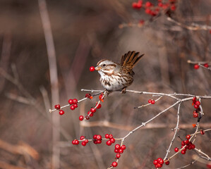 Song sparrow sitting on a branch eating a berry