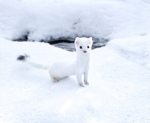 White weasel out hunting for prey - obrazy, fototapety, plakaty