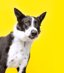 studio shot of a cute dog on an isolated background