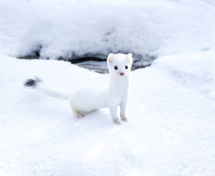 White weasel out hunting for prey